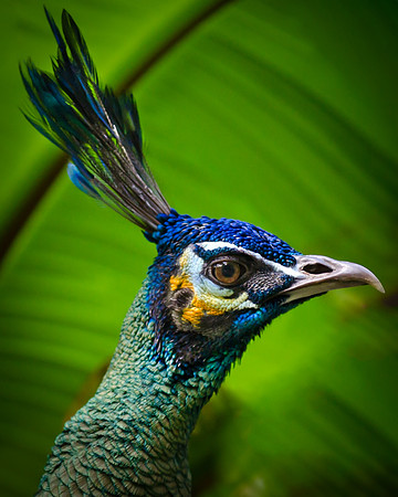 Regal