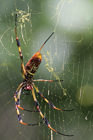 Repairing Her Web