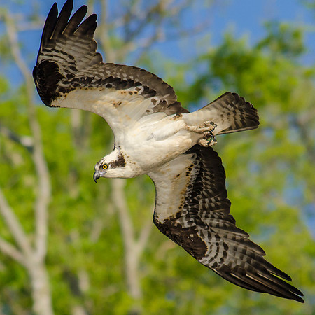 Osprey