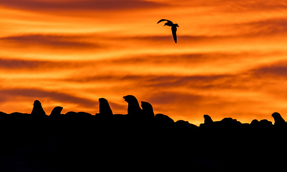 Seal Island Sunrise
