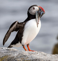 Lunch Delivery Puffinstyle
