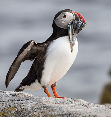 Lunch Delivery Puffinstyle