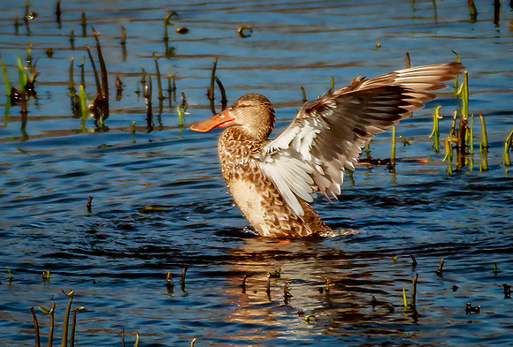 Spreading my Wings