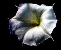 Angel Trumpet