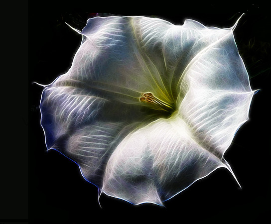 Angel Trumpet