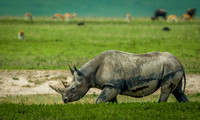 Endangered Black Rhino