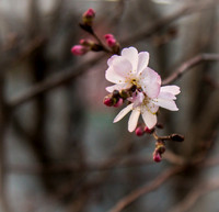 February Flora
