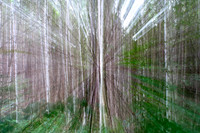 Into the Wood