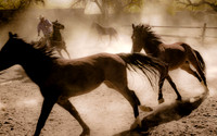 Dusty Roundup