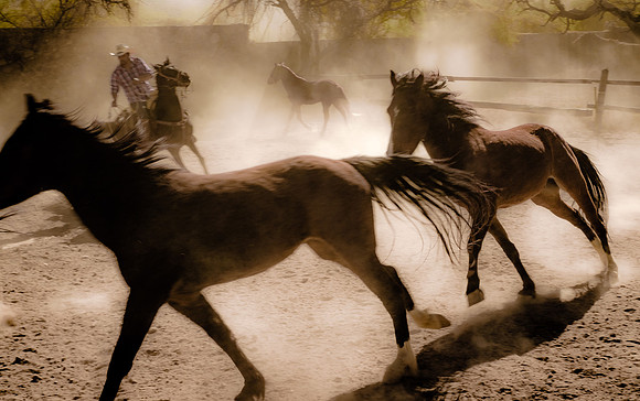 Dusty Roundup