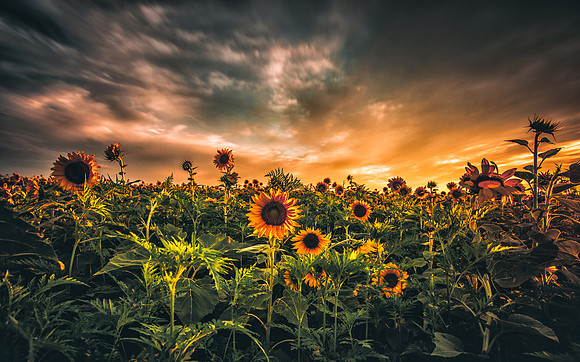 Summertime Sunflower Shine