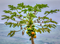 Family Tree