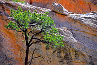 desert tree