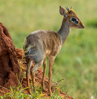 African Dik Dik
