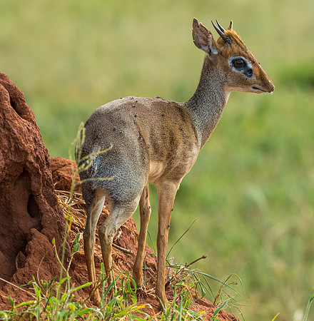 African Dik Dik