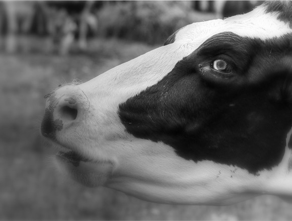 Mooove Over
