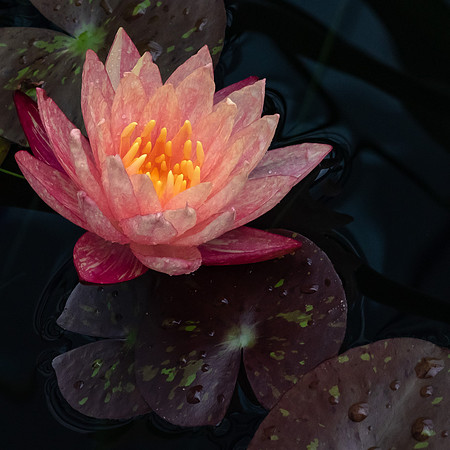 Water Lily