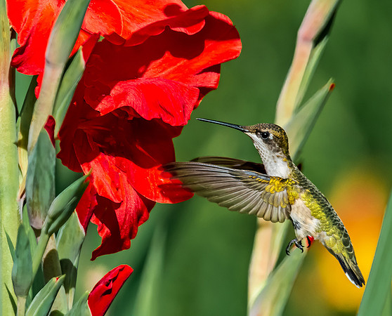 Hummingbird Approaching a Flower