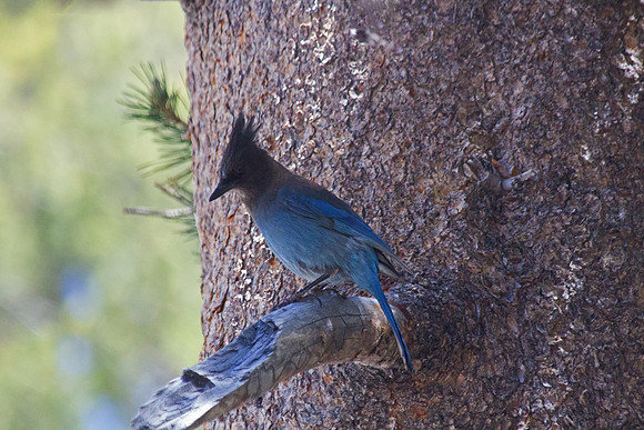 Stellar's Jay, Yosemite