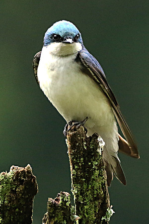 Tree Swallow on Perch