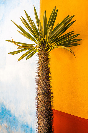 Prickly Madagascar Palm
