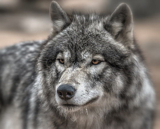 Hungry Eyes