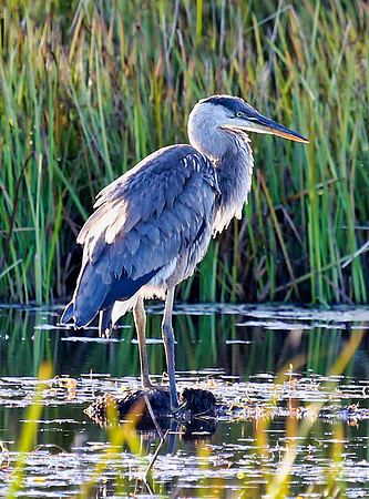 Great Blue at Dusk