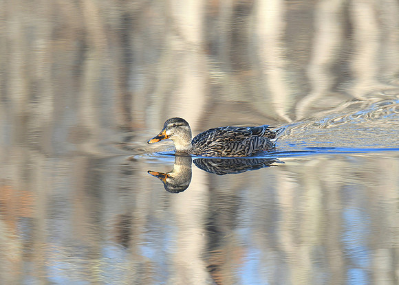 Duck on Silky Water