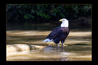 Bald Eagle in the James River