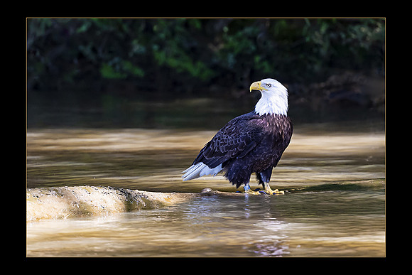 Bald Eagle in the James River