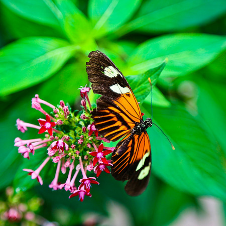 Oh Butterfly