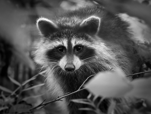 Woodland Masquerade