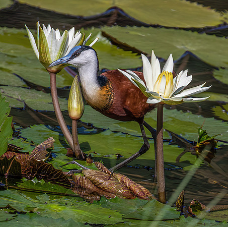 African Jacana