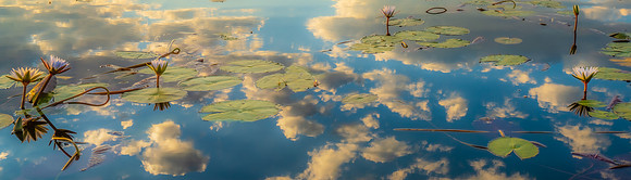 Lily Pads in the Sky