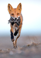 Bringing Dinner