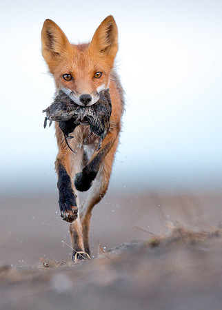 Bringing Dinner