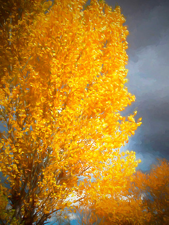 Windstorm