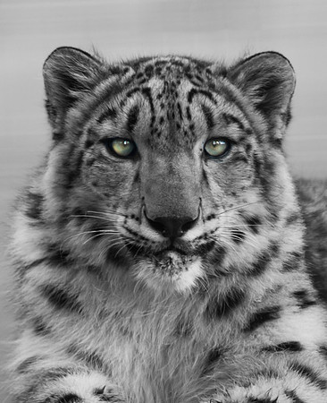 Snow Leopard Cub - Metro Zoo