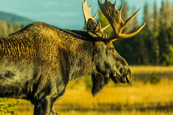 Moose on the Loose