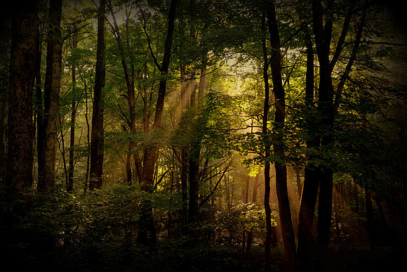 The Forest Primeval