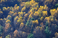Fall Color