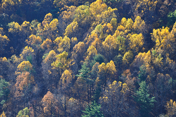 Fall Color