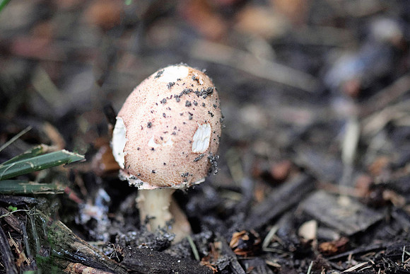 Macro Mushroom