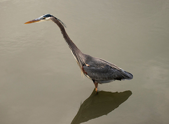 Great Blue