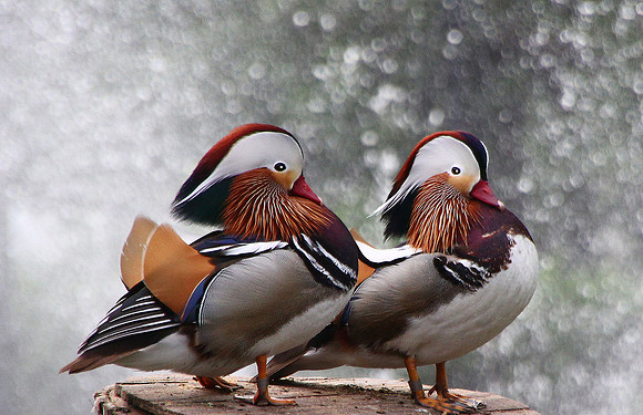 Mandarin Ducks