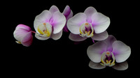 Flowering Moths