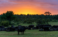 Buffalo Sunrise