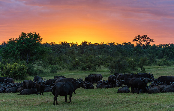 Buffalo Sunrise