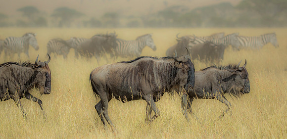 Serengeti Migration