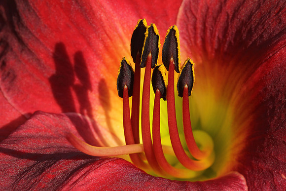 Six Stamens and Shadow